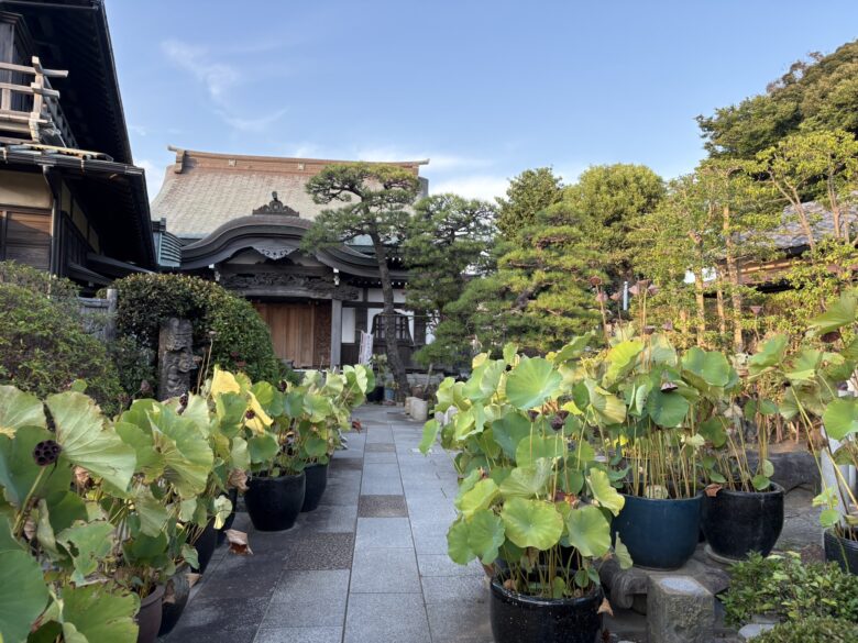 本龍寺　蓮