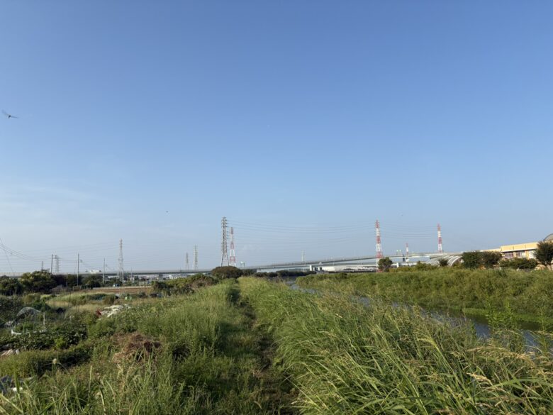 茅ヶ崎 小出川 河津桜
