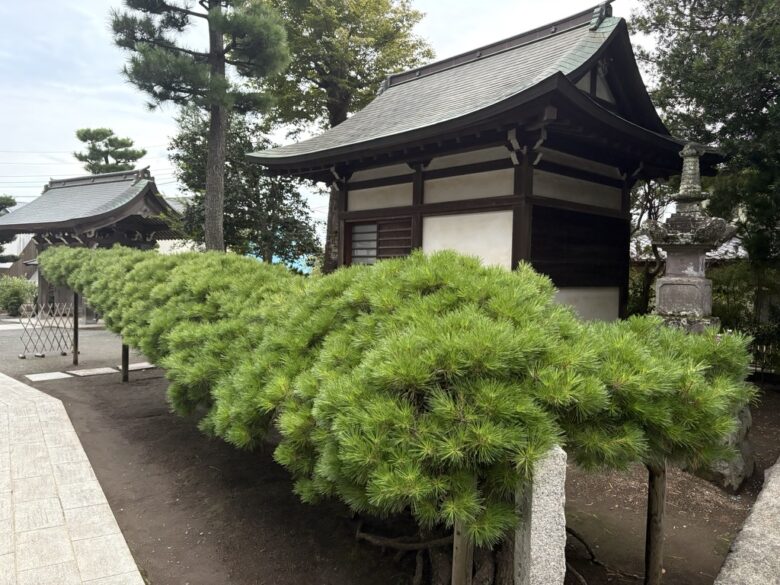 宝積寺　一本松
