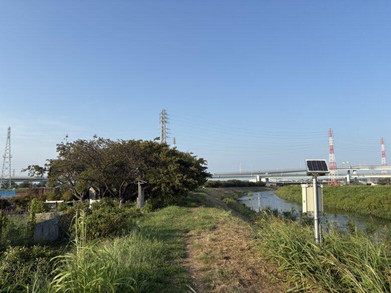 茅ヶ崎 小出川 河津桜