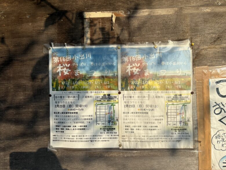 茅ヶ崎 小出川 河津桜