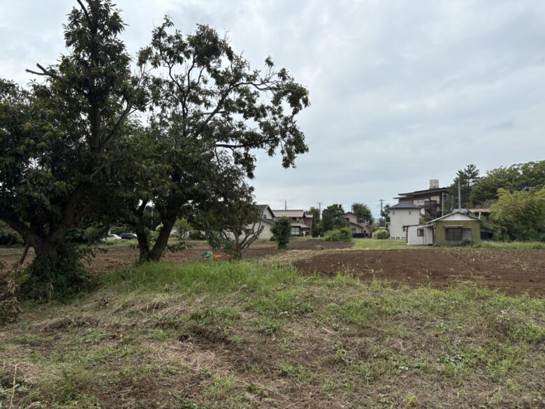 さむかわ冬のひまわり会場
