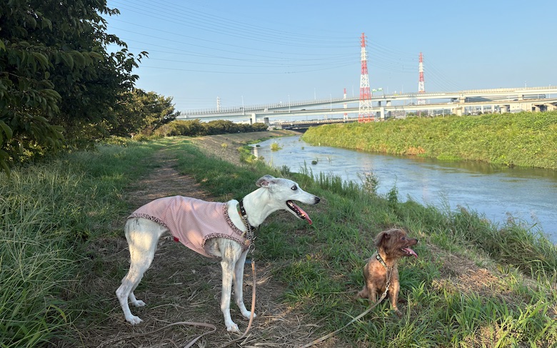 茅ヶ崎市　小出川　河津桜
